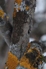 Melanohalea exasperata