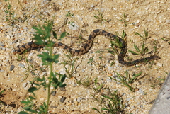 Pituophis melanoleucus melanoleucus