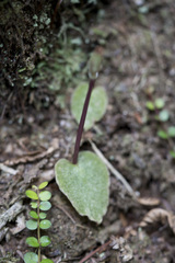 Corybas oblongus