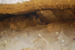 Pituophis melanoleucus melanoleucus