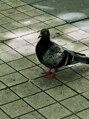 Columba livia domestica