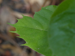 Sterculia guttata