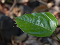 Sterculia guttata