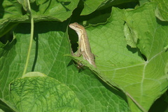Anolis auratus