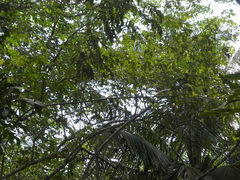 Psilorhinus morio