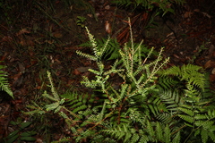 Triplarina volcanica