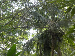 Psilorhinus morio