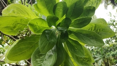 Heliotropium arboreum