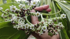 Heliotropium arboreum