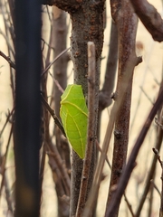 Graphium sarpedon nipponum