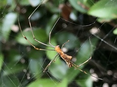 Leucauge dromedaria