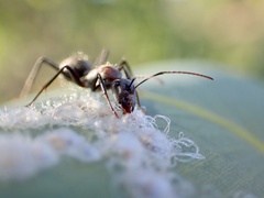 Myrmophyma