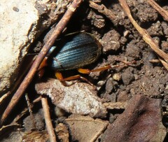 Brachinus