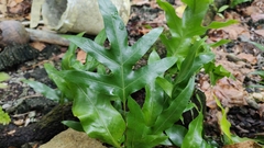 Microsorum scolopendria