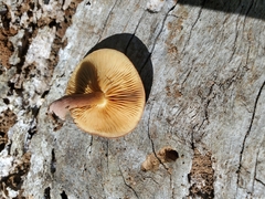 Gymnopilus purpuratus