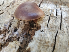 Gymnopilus purpuratus
