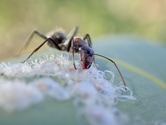 Myrmophyma
