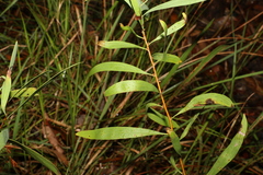Hakea florulenta