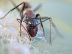 Myrmophyma