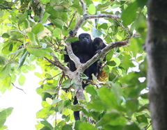 Alouatta pigra