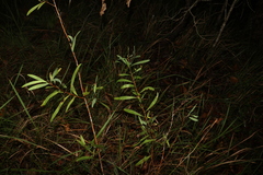 Hakea florulenta