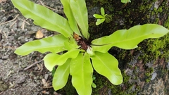 Asplenium nidus