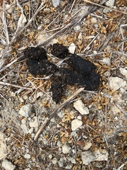 Vulpes vulpes crucigera