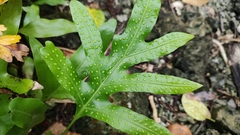 Microsorum scolopendria