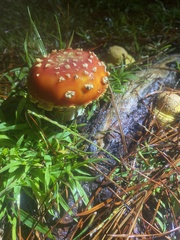 Amanita muscaria flavivolvata