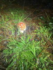 Amanita muscaria flavivolvata