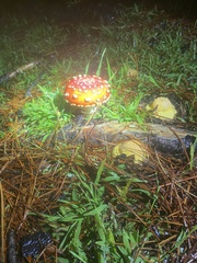 Amanita muscaria flavivolvata