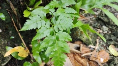 Davallia solida