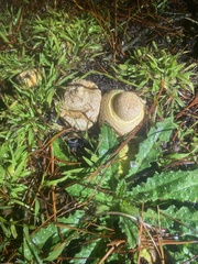 Amanita muscaria flavivolvata