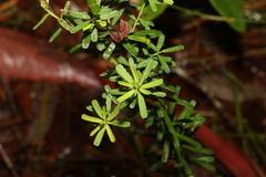 Pultenaea retusa
