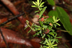 Pultenaea retusa