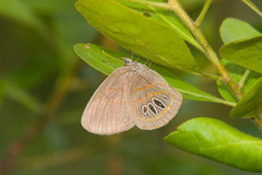 Neonympha areolatus