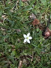 Lobelia pedunculata