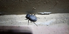Carabus brandti