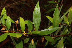Persoonia iogyna