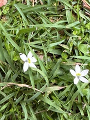 Lobelia pedunculata