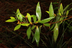 Persoonia iogyna