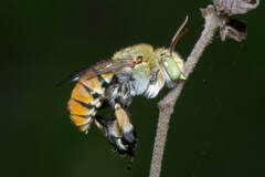 Amegilla aeruginosa