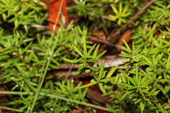 Acrotriche aggregata