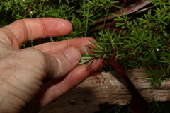 Acrotriche aggregata