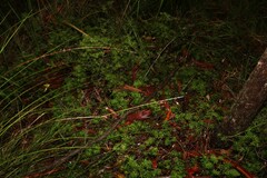 Acrotriche aggregata