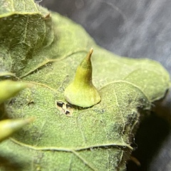 Celticecis spiniformis