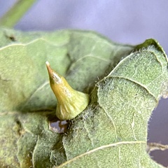 Celticecis spiniformis