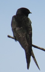 Psalidoprocne pristoptera