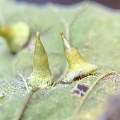 Celticecis spiniformis