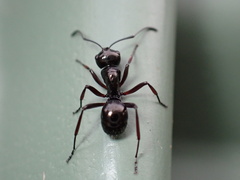 Polyrhachis australis